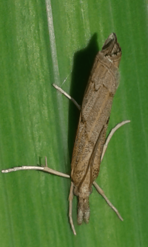 Pediasia contaminella (Crambidae)? S